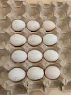 broedeieren, Sexe inconnu, Poule ou poulet