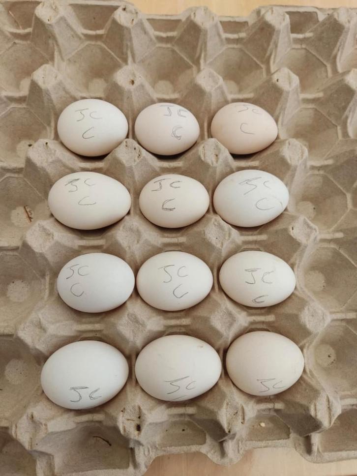 broedeieren, Animaux & Accessoires, Volatiles, Poule ou poulet, Sexe inconnu