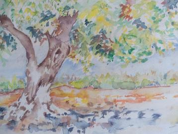 Origineel aquarel " Olijfboom ". Ingelijst 57 x 47 cm beschikbaar voor biedingen