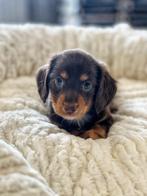 Langharige Teckel pupjes ,bij ons geboren !!, Dieren en Toebehoren, Honden | Teckels en Dashonden, België, CDV (hondenziekte)