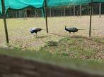 2 Pauwen, Dieren en Toebehoren, Pluimvee