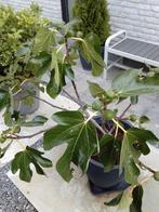Vijgenboom in pot, Ophalen, In pot, Vijgenboom