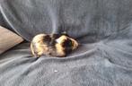 Jonge cavia's, Dieren en Toebehoren, Knaagdieren, Cavia