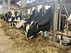 Zwartebonte Holstein Vaarzen te koop, Animaux & Accessoires, Bovins, Femelle, 0 à 2 ans