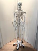 Anatomisch skelet A10 model Stan, Diversen, Ophalen, Zo goed als nieuw