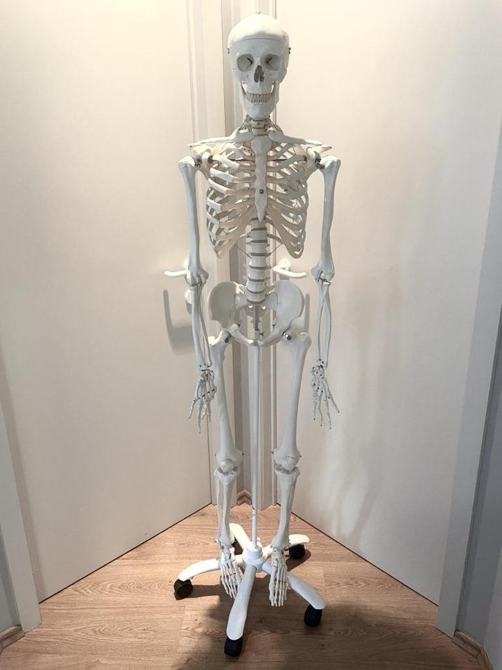 Anatomisch skelet A10 model Stan, Diversen, Schoolbenodigdheden, Zo goed als nieuw, Ophalen