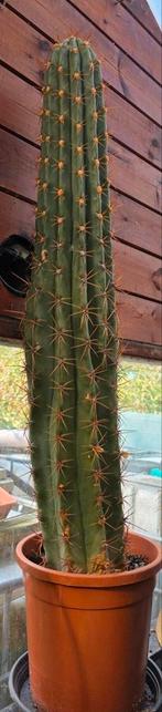 grote trichocereus cactus (1m10), Ophalen, Cactus