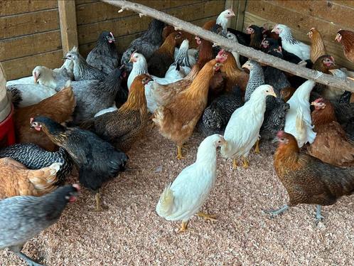 Legkippen: bruin zwart sussex blue koekoek, Dieren en Toebehoren, Pluimvee