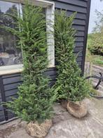Taxus Baccata 180-200 cm voor een groenblijvende haag, Tuin en Terras, Planten | Struiken en Hagen, Verzenden, Taxus, Haag, 100 tot 250 cm