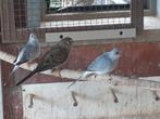 Diamantduifjes, Dieren en Toebehoren, Vogels | Duiven, Meerdere dieren, Overige soorten