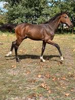 Hengstenveulen just wimphof dressuur mag gespeend worden, Dieren en Toebehoren, Paarden, Gechipt, Niet van toepassing, Dressuurpaard