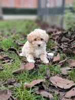 Très beaux chiots Maltipoo disponibles, Petit, Plusieurs, Parvovirose, Belgique