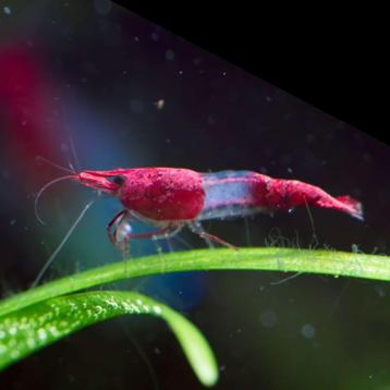 red rili neocaridina beschikbaar voor biedingen