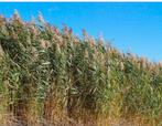 riet gratis af te halen, Ophalen, Volle zon, Vaste plant, Siergrassen