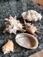 Lot de 5 beaux coquillages, Verzamelen, Mineralen en Fossielen, Ophalen, Schelp(en)