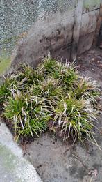 Siergrassen, Tuin en Terras, Planten | Tuinplanten, Ophalen, Siergrassen
