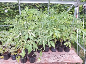 Plants de tomates Pyros, Enlèvement
