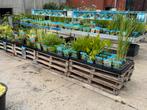 Vijverplanten grote keuze, Ophalen