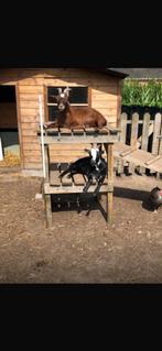 Dwerggeitjes, Animaux & Accessoires, Mâle, Chèvre, 0 à 2 ans