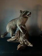 Taxidermi opgezette wasbeer, Ophalen, Zo goed als nieuw