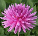 dahlia x150 elga bergerhoff, Tuin en Terras, Bloembollen en Zaden, Ophalen of Verzenden