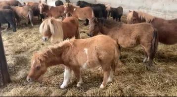 Shetlandveulens beschikbaar voor biedingen