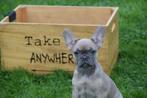 Franse bulldog pups, Dieren en Toebehoren, België, 15 weken tot 1 jaar, CDV (hondenziekte), Bulldog