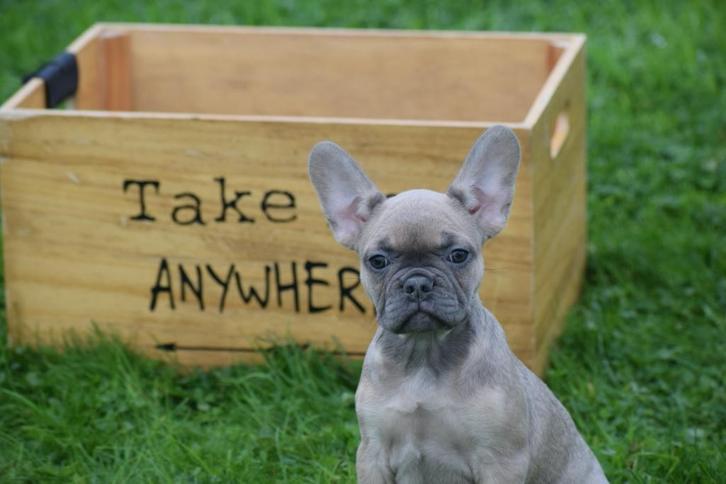 Franse bulldog pups, Dieren en Toebehoren, Honden | Bulldogs, Pinschers en Molossers, Meerdere dieren, Bulldog, Fokker | Professioneel