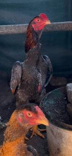 Jonge Shamo-hanen en -hennen van topkwaliteit, Dieren en Toebehoren, Pluimvee, Meerdere dieren