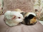 Duo jonge cavia  zeugjes, Dieren en Toebehoren, Knaagdieren, Cavia
