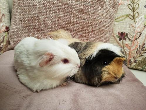 Duo jonge cavia  zeugjes, Dieren en Toebehoren, Knaagdieren, Cavia
