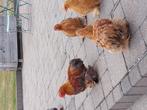 Cochin kriel hennetjes en haantjes, Dieren en Toebehoren, Pluimvee