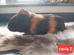 Jonge cavia mannetjes, Dieren en Toebehoren, Knaagdieren