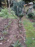 Walnotenboom, Tuin en Terras, Planten | Fruitbomen, Walnotenboom, Ophalen, In pot