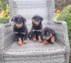 rottweiler pups teefjes, Dieren en Toebehoren, België, CDV (hondenziekte), 8 tot 15 weken, Teef