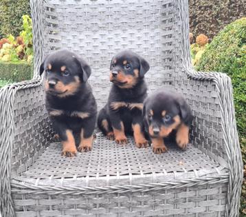 rottweiler pups teefjes beschikbaar voor biedingen