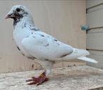 Witte choco postduif doffer, Animaux & Accessoires, Oiseaux | Pigeons, Pigeon voyageur, Mâle