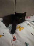 Bombai Kitten 8 weken, Ontwormd, 0 tot 2 jaar