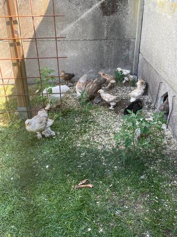 Kuikens brahma zalm/blauwpatrijs beschikbaar voor biedingen