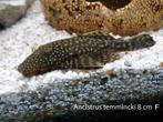 Ancistrus temmincki 7 cm., Dieren en Toebehoren, Vissen | Aquariumvissen, Zoetwatervis, Vis