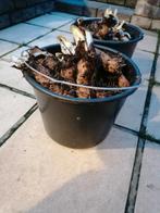 Gebruikte witloof wortel, Ophalen