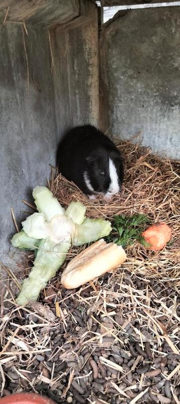 Mooi cavia mannetje €4. beschikbaar voor biedingen
