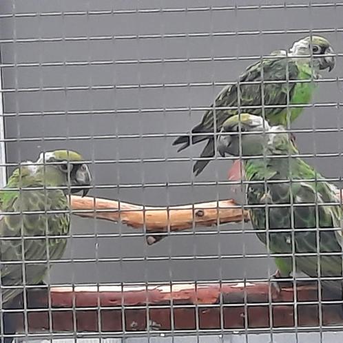 Jardine-papegaaien., Dieren en Toebehoren, Vogels | Parkieten en Papegaaien, Papegaai, Meerdere dieren, Geringd