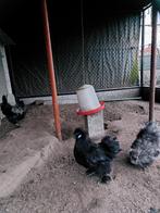 zijdehoen ( haantjes ), Dieren en Toebehoren