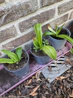 Eucomis bicolor, Vaste plant, Halfschaduw, Zomer, Ophalen