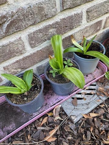 Eucomis bicolor beschikbaar voor biedingen