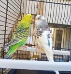 2 perruches avec cage, Animaux & Accessoires, Oiseaux | Perruches & Perroquets, Perruche, Plusieurs animaux