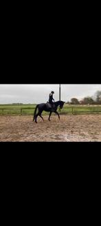 Lieve 3.5 jarige ruin DIT WEEKEND OPHALEN €3850, Dieren en Toebehoren, Ruin, Niet van toepassing, Dressuurpaard, 3 tot 6 jaar