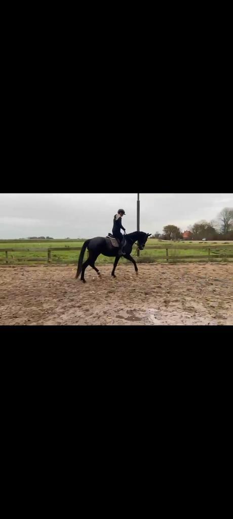 Lieve 3.5 jarige ruin Deze week OPHALEN €3850, Animaux & Accessoires, Chevaux, Hongre, Ne s'applique pas, 165 à 170 cm, 3 à 6 ans