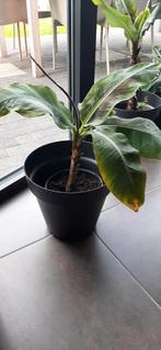 bananenboom bananenplant, Huis en Inrichting, Ophalen of Verzenden